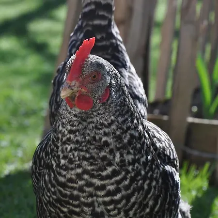 Melchambauer Daire Maria Alm am Steinernen Meer