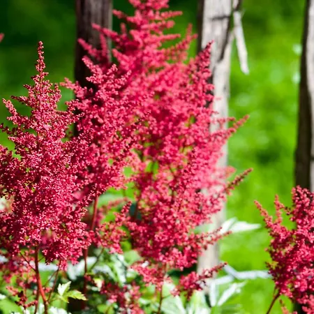 Melchambauer Daire Maria Alm am Steinernen Meer
