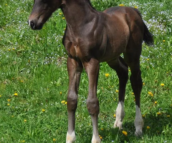 Melchambauer Apartamento *