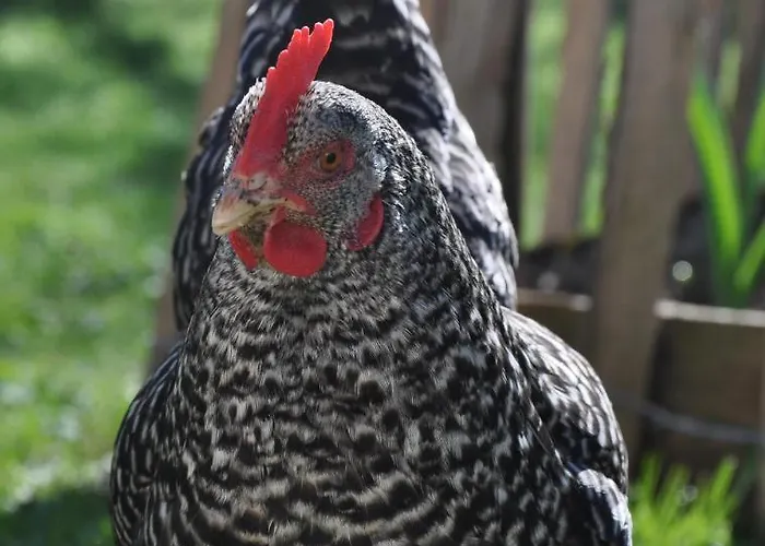 Melchambauer Апартаменты Мариа-Альм