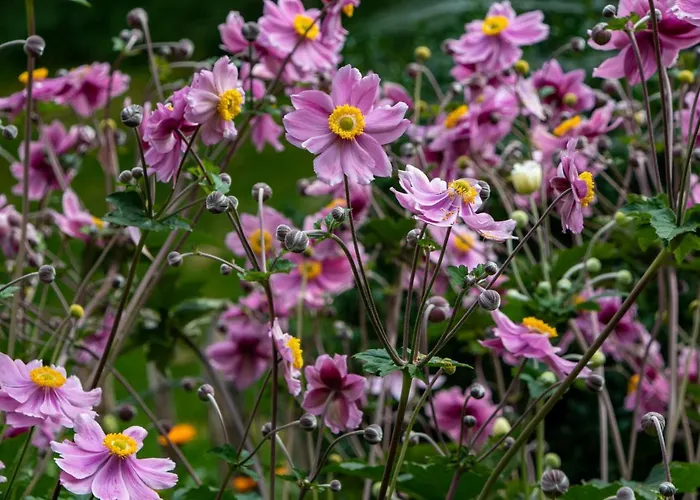 Melchambauer * Мариа-Альм